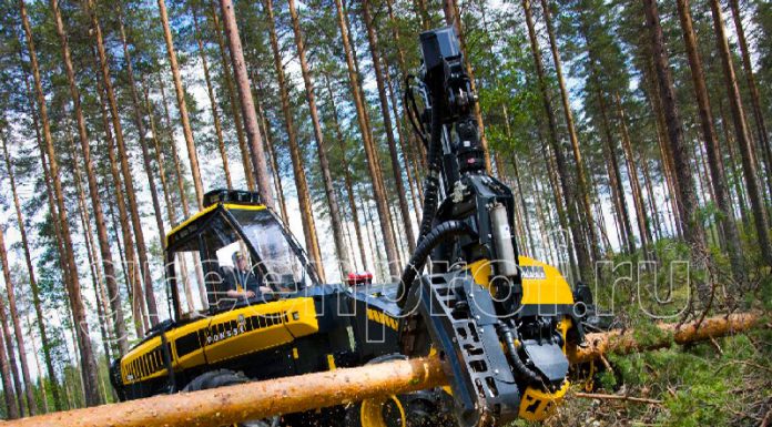 Причины вырубки деревьев