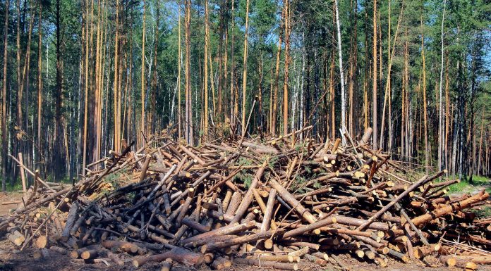 Утилизация порубочных остатков