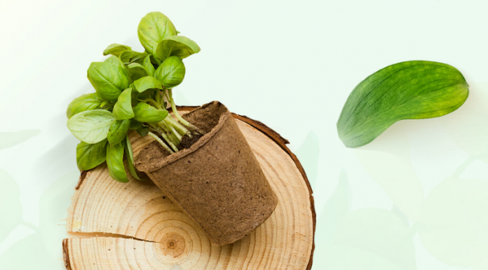 Преимущества покупки посадочного материала в питомнике