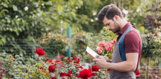 Как посадить и ухаживать за саженцами