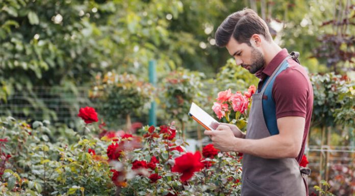 Как посадить и ухаживать за саженцами