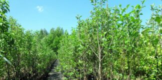 Особенности саженцев из питомника