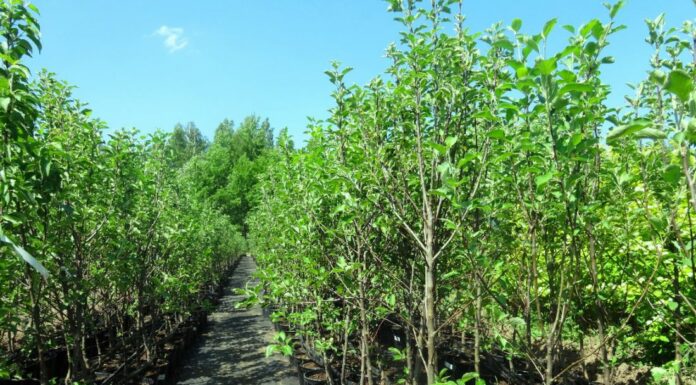 Особенности саженцев из питомника