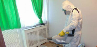 Как избавиться от клопов, и как они появляются в помещениях