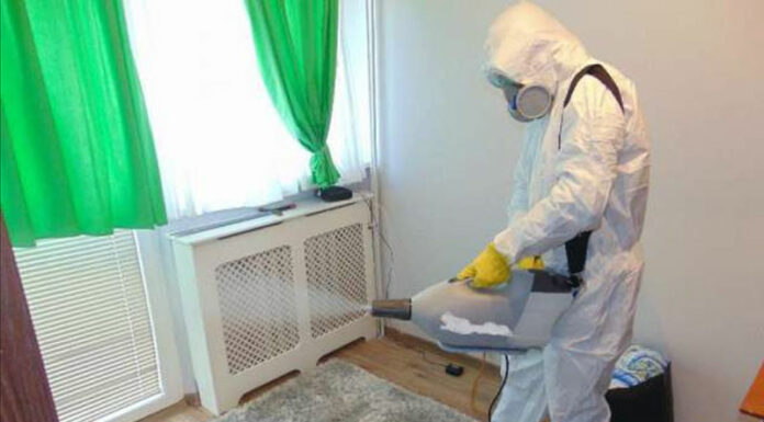 Как избавиться от клопов, и как они появляются в помещениях