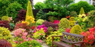 Как выбрать растения для сада? Типы и принципы, которые вам следует знать