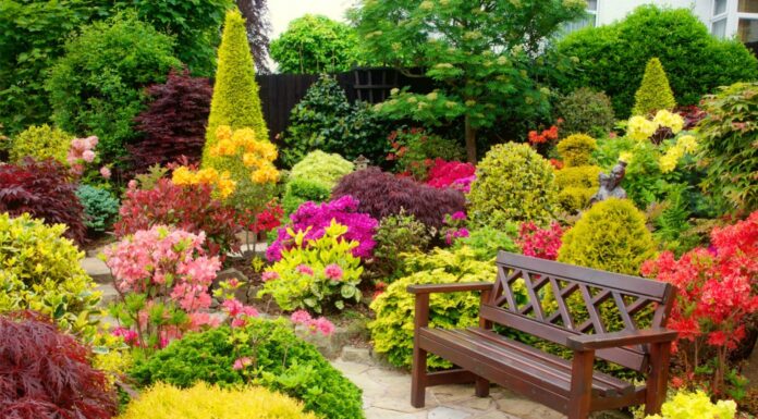 Как выбрать растения для сада? Типы и принципы, которые вам следует знать