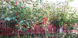 Компания Агродекор — покупка саженцев черешни. Больше 15 лет в продаже!