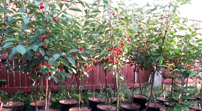 Компания Агродекор — покупка саженцев черешни. Больше 15 лет в продаже!