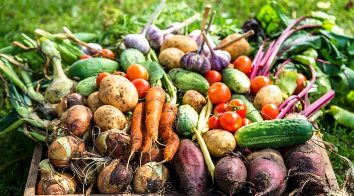 Какие овощи выращивать проще всего?