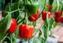 Перец, сладкий перец, болгарский перец (Capsicum annuum) Перец, сладкий перец, болгарский перец (Capsicum annuum)