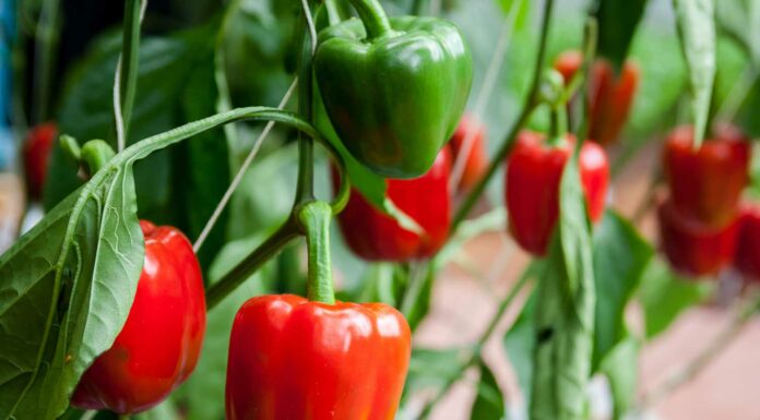 Перец, сладкий перец, болгарский перец (Capsicum annuum) Перец, сладкий перец, болгарский перец (Capsicum annuum)