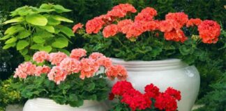 Можно ли выращивать герани в саду и где их расположить