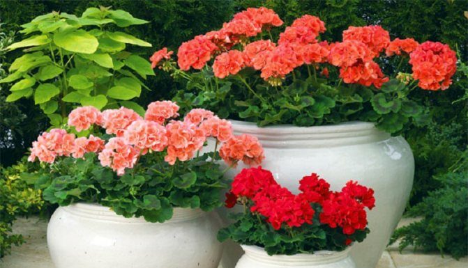 Можно ли выращивать герани в саду и где их расположить