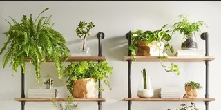 Стеллажи для растений в современном интерьере