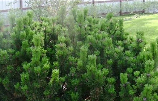 Горная сосна для ландшафтного дизайна