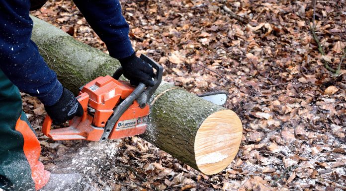 Какие деревья можно пилить без разрешения?