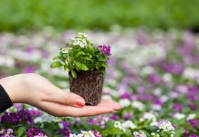 Все о цветочной рассаде