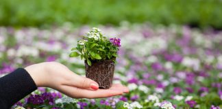 Все о цветочной рассаде