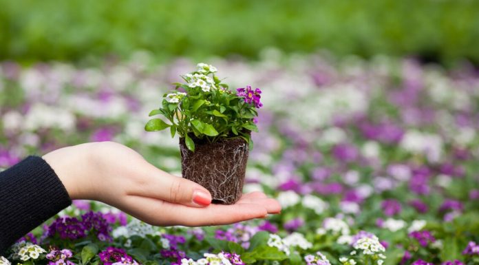 Все о цветочной рассаде