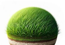 Какие травосмеси для газона пригодны для климата РК: выбор оптимальной упаковки семян газонных трав