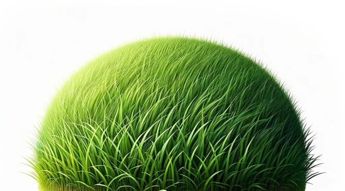 Какие травосмеси для газона пригодны для климата РК: выбор оптимальной упаковки семян газонных трав