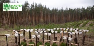 Компенсационное лесовосстановление: механизмы и плюсы для компаний