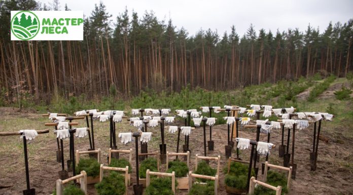 Компенсационное лесовосстановление: механизмы и плюсы для компаний
