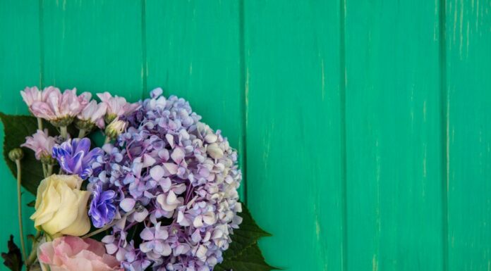 Букет гортензий: что нужно знать