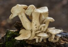 Майтаке: что это такое, для чего нужен