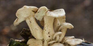 Майтаке: что это такое, для чего нужен