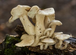 Майтаке: что это такое, для чего нужен