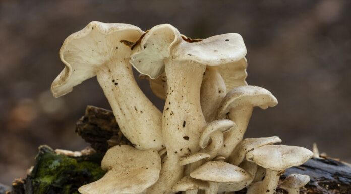 Майтаке: что это такое, для чего нужен