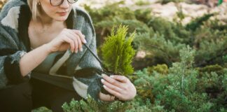 Как правильно выбрать саженцы хвойных деревьев и кустарников