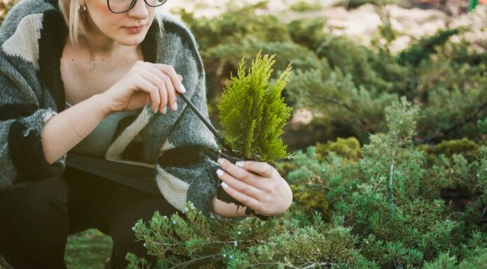 Как правильно выбрать саженцы хвойных деревьев и кустарников