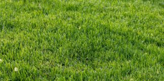 Купить семена газонной травы: что важно знать перед покупкой