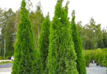 Как выбрать туи для посадки: основные критерии и сорта