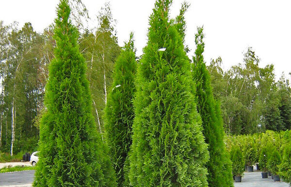 Как выбрать туи для посадки: основные критерии и сорта