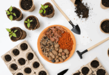 Плюсы покупки семян овощей оптом: экономия и качество