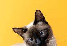 Вкусный баланс жизни: как выбрать лучший влажный корм для стерилизованных кошек