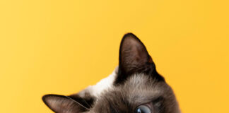 Вкусный баланс жизни: как выбрать лучший влажный корм для стерилизованных кошек