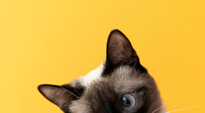 Вкусный баланс жизни: как выбрать лучший влажный корм для стерилизованных кошек