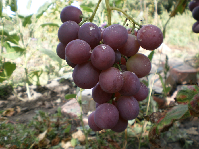 вызревание грозди
