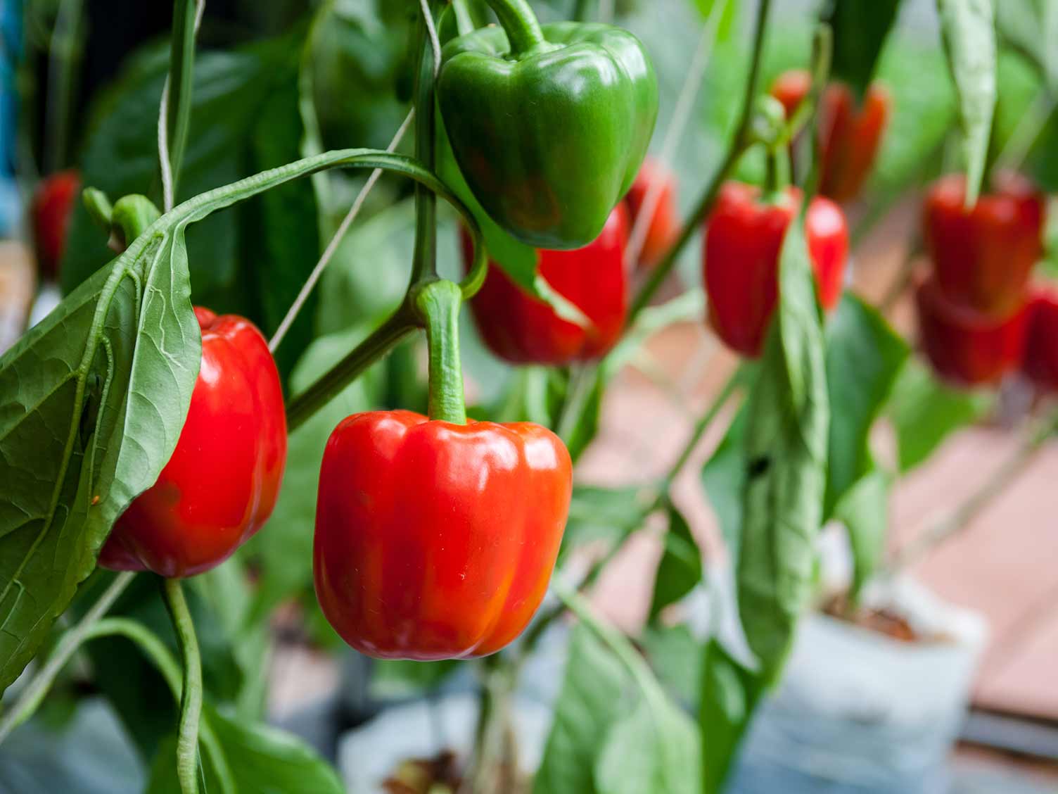 Перец, сладкий перец, болгарский перец (Capsicum annuum)